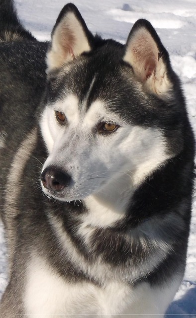 Alaskan Malamute Hvalpe Nordjylland