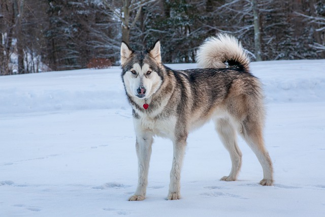 Alaskan Malamute Hvalpe Sjælland