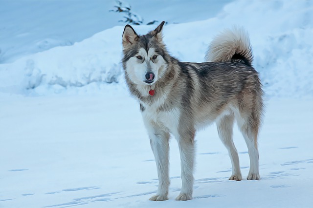 Alaskan Malamute Hvalpe Syddanmark