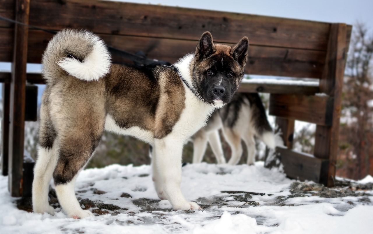 American Akita Hvalpe Hovedstaden