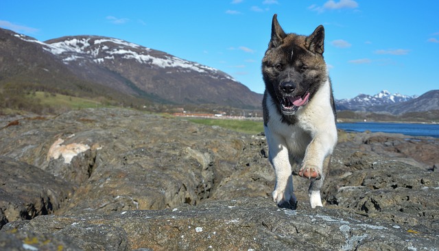 American Akita Hvalpe Midtjylland