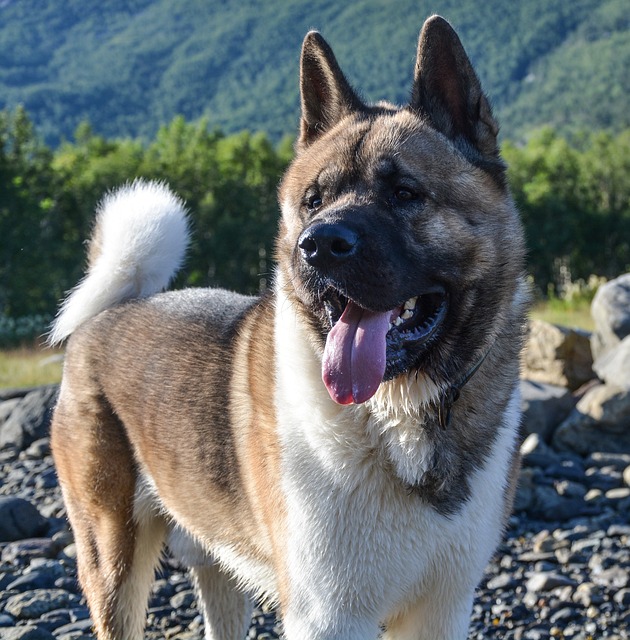 American Akita Hvalpe Nordjylland