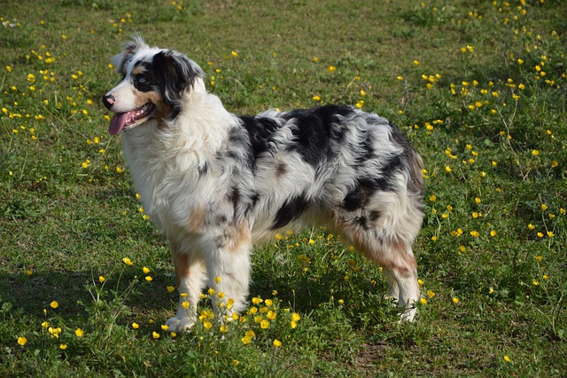 Australian Shepherd Hvalpe Hovedstaden