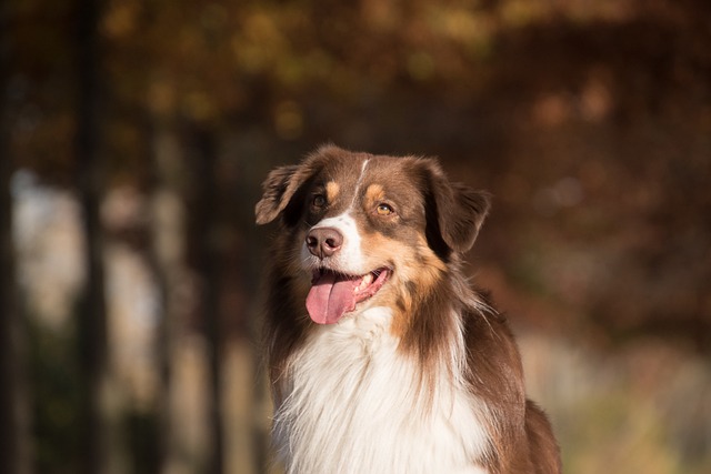 Australian Shepherd Hvalpe Midtjylland