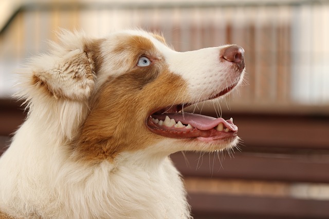 Australian Shepherd Hvalpe Nordjylland