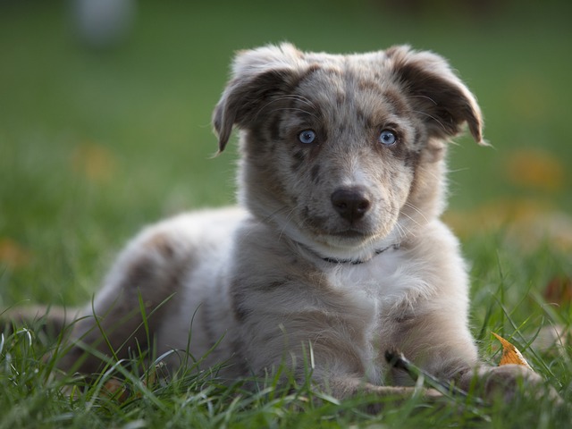 Australian Shepherd Hvalpe Sjælland