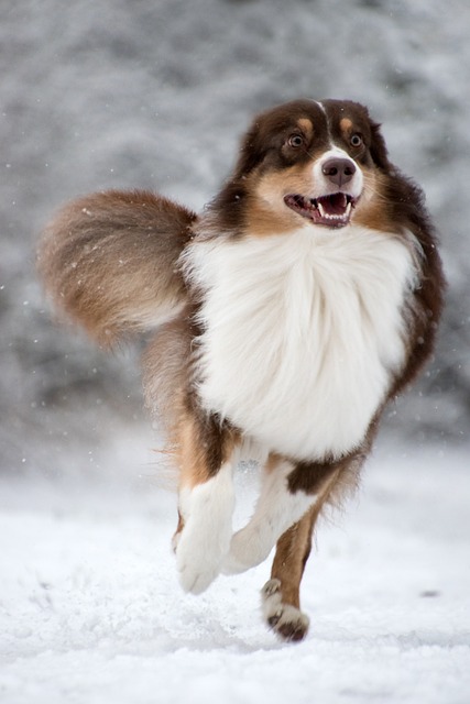 Australian Shepherd Hvalpe Syddanmark