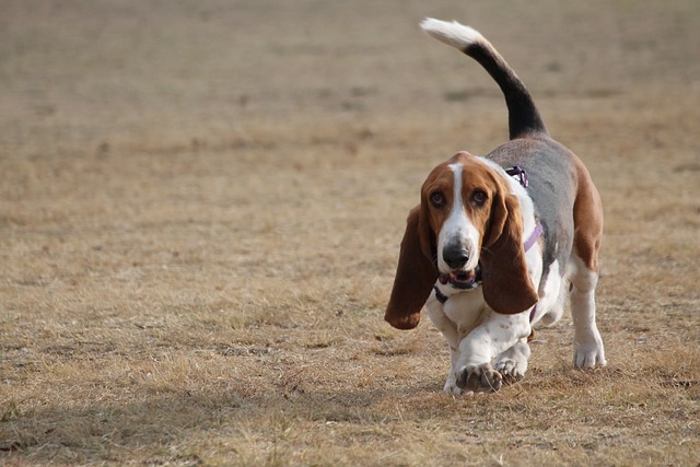 Basset Hound Hvalpe Hovedstaden