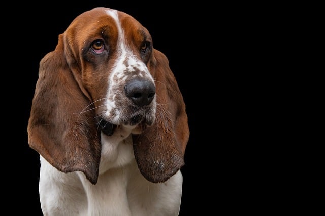 Basset Hound Hvalpe Midtjylland