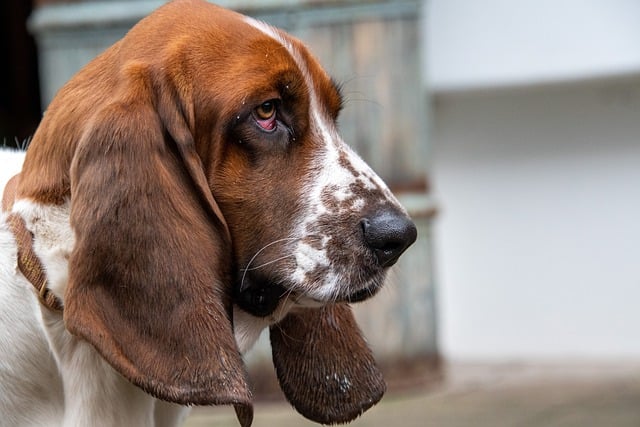 Basset Hound Hvalpe Nordjylland