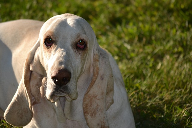 Basset Hound Hvalpe Sjælland