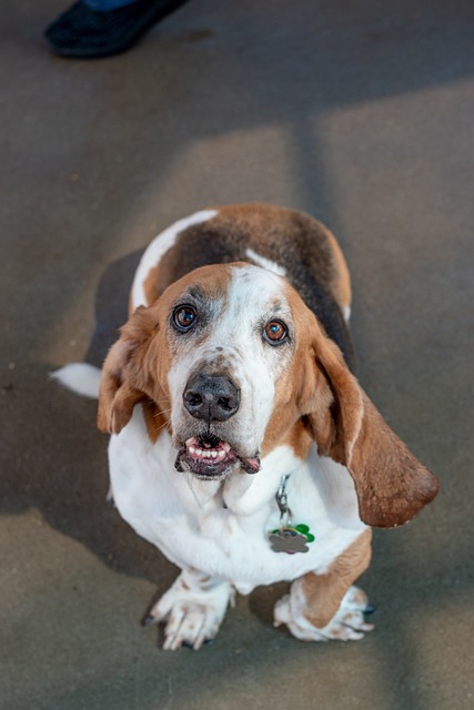 Basset Hound Hvalpe Syddanmark