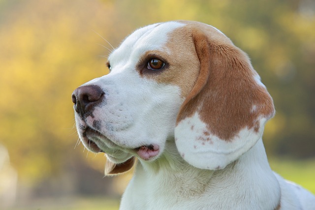 Beagle Hvalpe Midtjylland