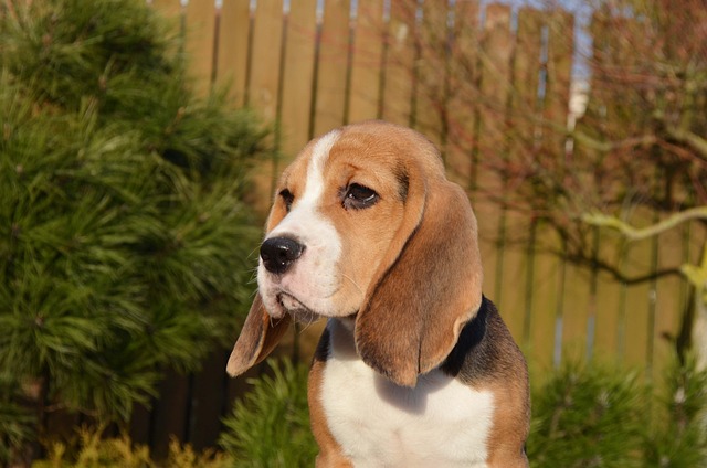 Beagle Hvalpe Nordjylland