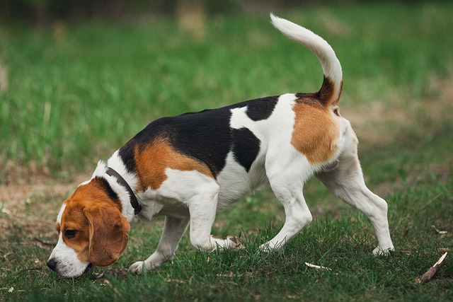 Beagle Hvalpe Sjælland