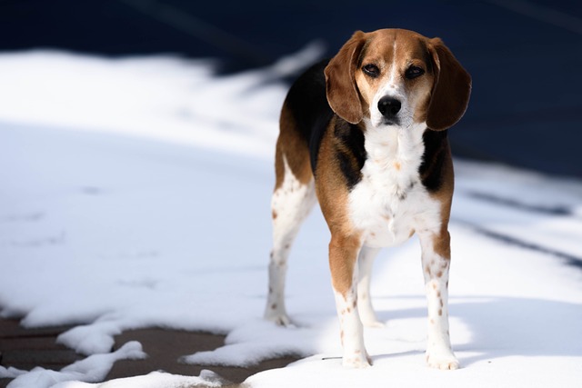 Beagle Hvalpe Syddanmark