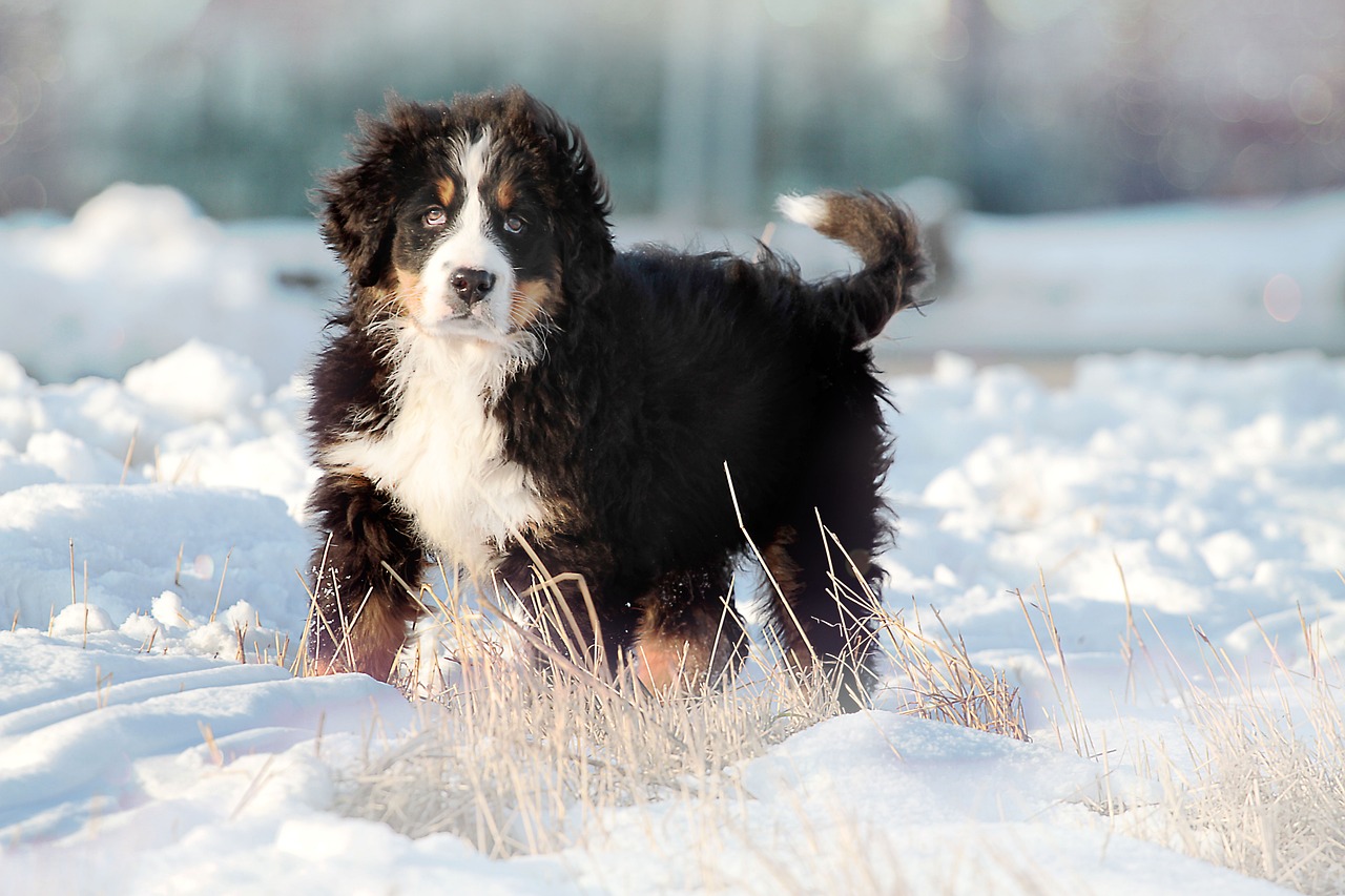 Berner Sennenhund Hvalpe Hovedstaden