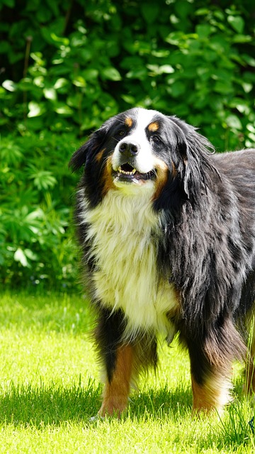 Berner Sennenhund Hvalpe Midtjylland