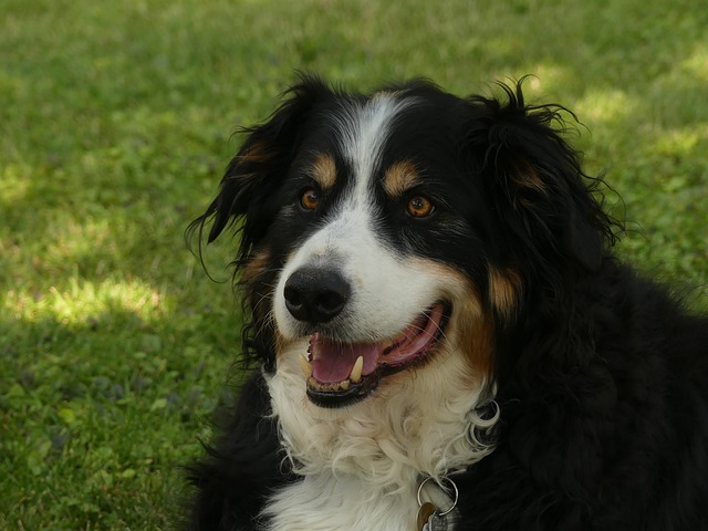 Berner Sennenhund Hvalpe Nordjylland