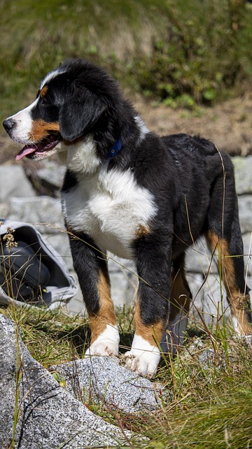 Berner Sennenhund Hvalpe Sjælland