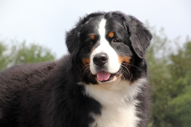 Berner Sennenhund Hvalpe Syddanmark