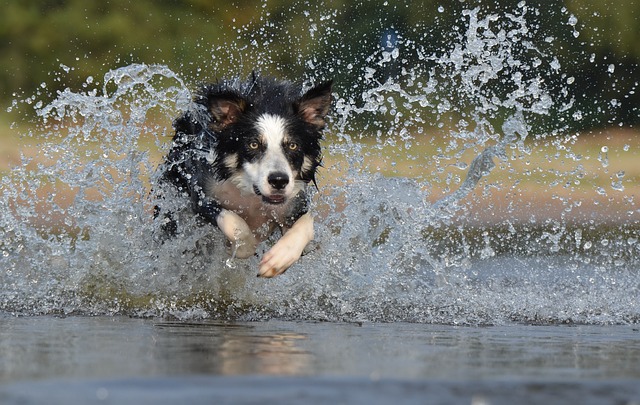 Border Collie Hvalpe Hovedstaden