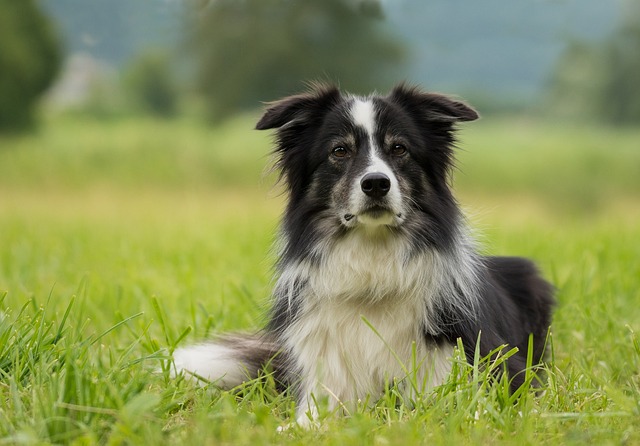 Border Collie Hvalpe Midtjylland