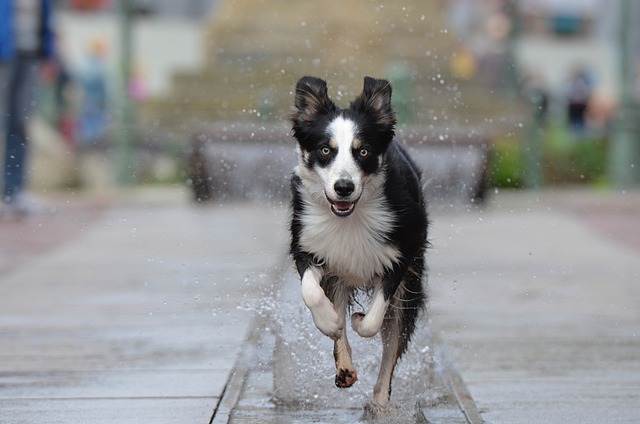 Border Collie Hvalpe Sjælland