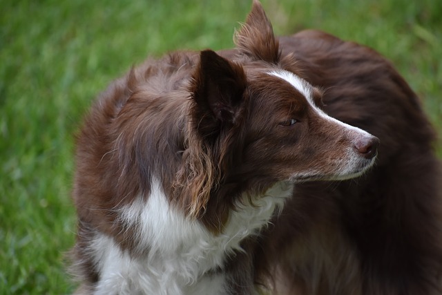 Border Collie Hvalpe Syddanmark