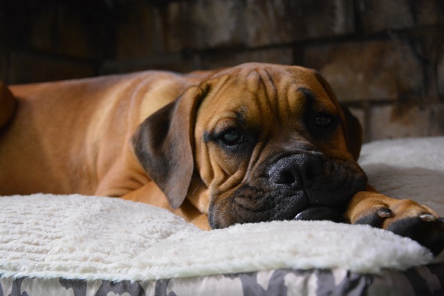 Boxer Hvalpe Nordjylland