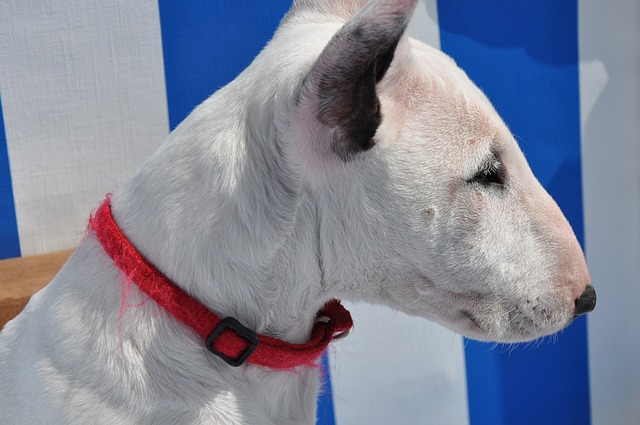 Bull Terrier Hvalpe Hovedstaden