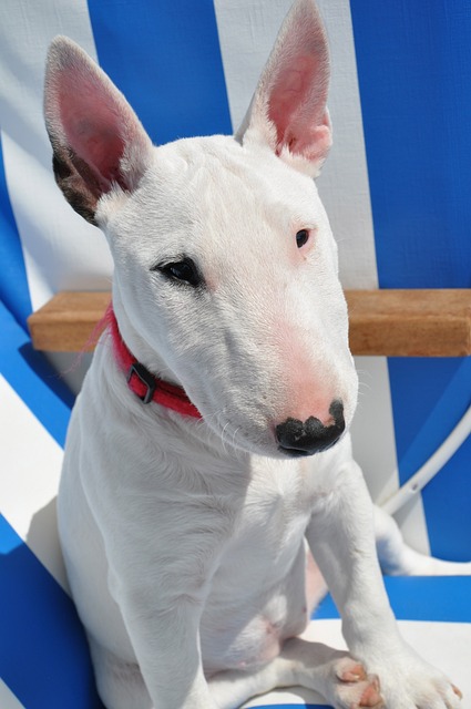 Bull Terrier Hvalpe Midtjylland