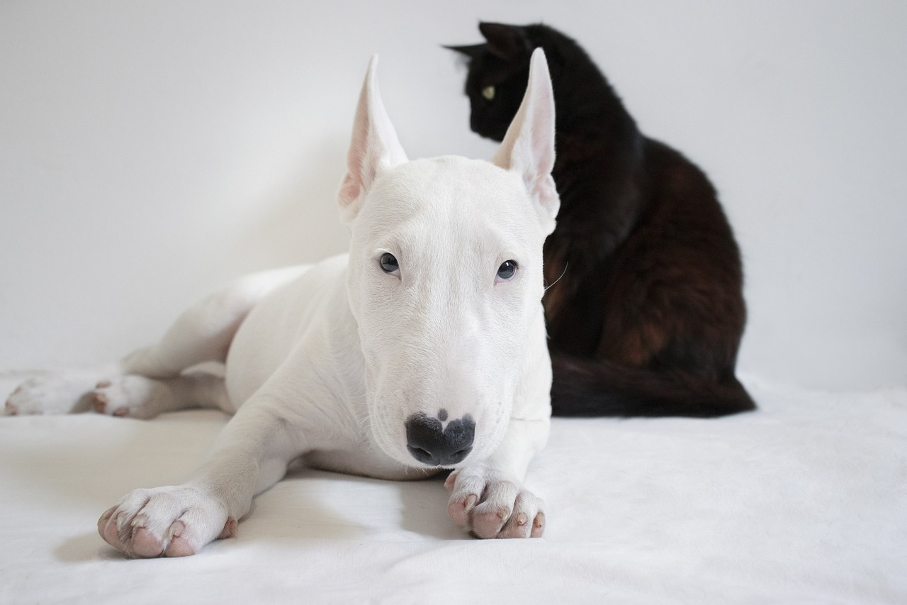 Bull Terrier Hvalpe Nordjylland