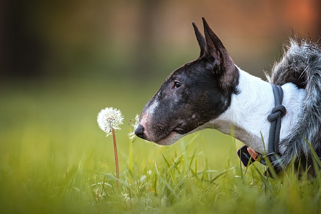 Bull Terrier Hvalpe Sjælland