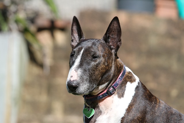 Bull Terrier Hvalpe Syddanmark