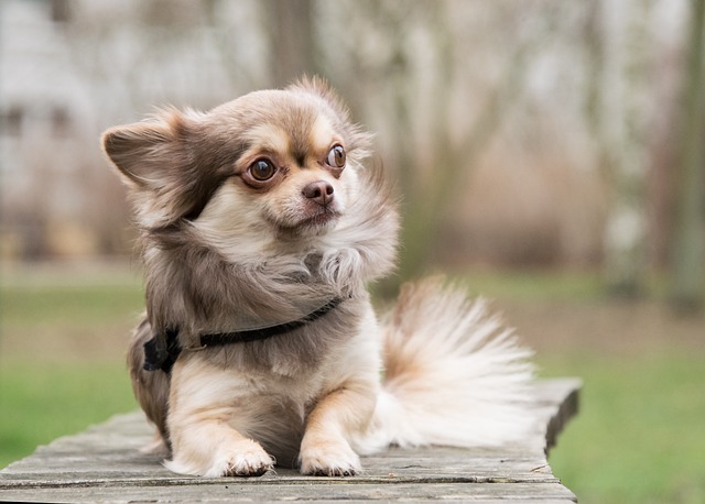 Chihuahua Hvalpe Midtjylland