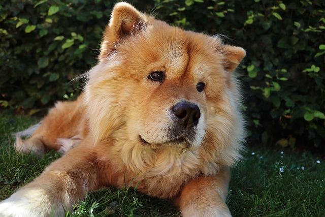 Chow Chow Hvalpe Hovedstaden