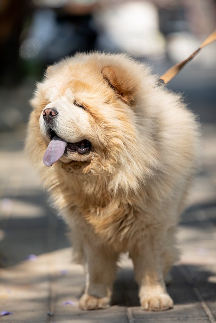 Chow Chow Hvalpe Midtjylland