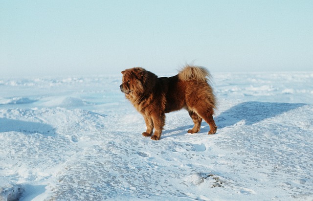 Chow Chow Hvalpe Nordjylland