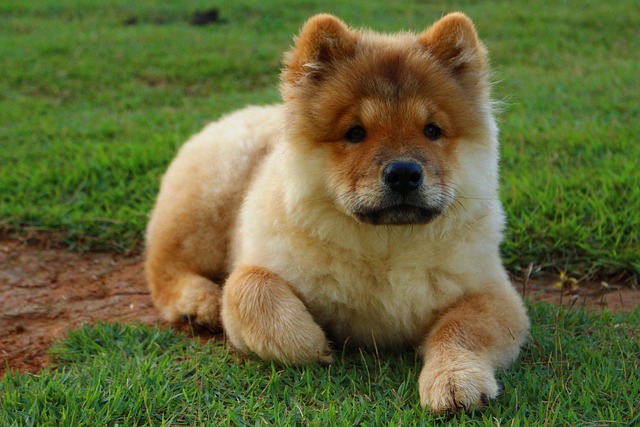 Chow Chow Hvalpe Sjælland