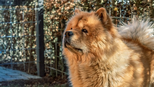 Chow Chow Hvalpe Syddanmark