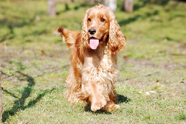 Cocker Spaniel Hvalpe Hovedstaden