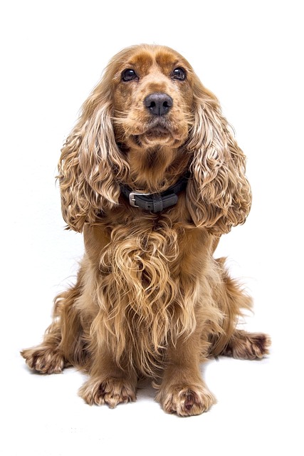 Cocker Spaniel Hvalpe Midtjylland