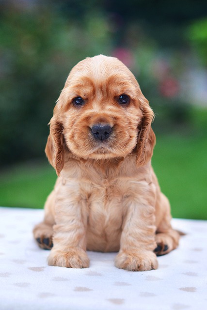 Cocker Spaniel Hvalpe Nordjylland