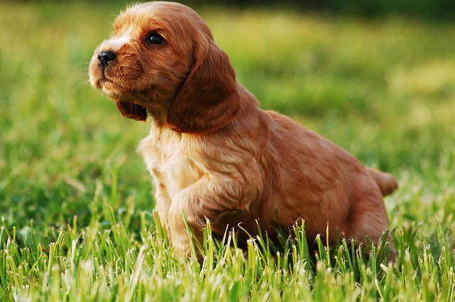 Cocker Spaniel Hvalpe Syddanmark