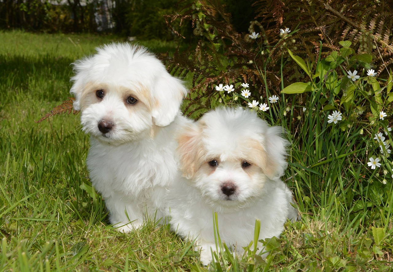 Coton de Tulear Hvalpe Hovedstaden