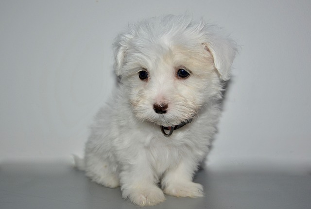 Coton de Tulear Hvalpe Midtjylland