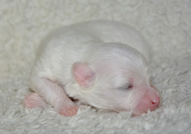 Coton de Tulear Hvalpe Nordjylland