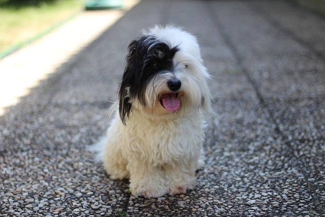 Coton de Tulear Hvalpe Sjælland