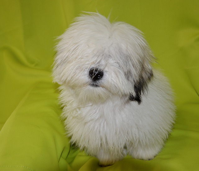 Coton de Tulear Hvalpe Syddanmark